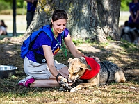 Adoptuj Warszawiaka  Wydarzenie promujące adopcję zwierząt. Organizator: Schronisko dla Bezdomnych Zwierząt "Na Paluchu". 18 sierpnia 2019, Park Raszyński w Raszynie. : park raszyński, adoptuj warszawiaka, na paluchu, schronisko dla zwierząt, centrum warszawy, raszyn